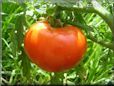 red tomato