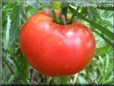 red tomato