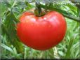 red tomato