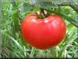 red tomato