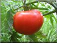 red tomato