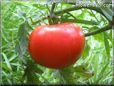 red tomato