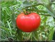 red tomato