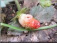 small red strawberry