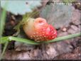 small red strawberry