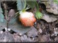 small red strawberry