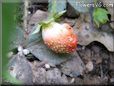 small red strawberry