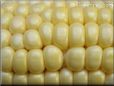  yellow corn pictures
