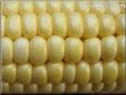 yellow corn