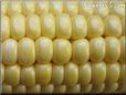 yellow corn