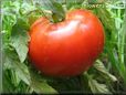 red tomato