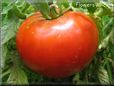 red tomato