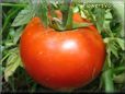 red tomato