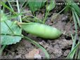  pea pod