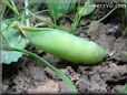  pea pod