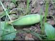  pea pod