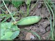  pea pod