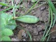  pea pod