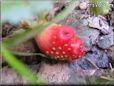 small red strawberry