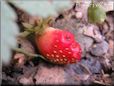 small red strawberry