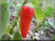 red pepper