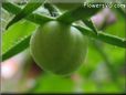 small green tomato pictures