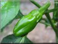 small green chili pepper