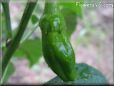 small green chili pepper
