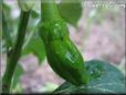 small green chili pepper