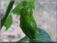 small green chili pepper