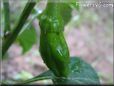 small green chili pepper