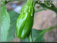 small green chili pepper