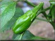 small green chili pepper