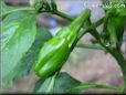 small green chili pepper