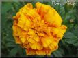 marigold flower