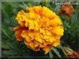 marigold flower