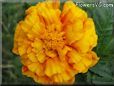 marigold flower