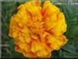 marigold flower