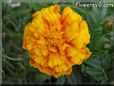 marigold flower