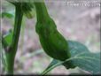 small green chili pepper