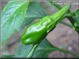 small green chili pepper