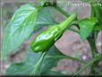 small green chili pepper