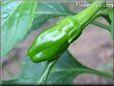 small green chili pepper