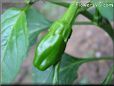 small green chili pepper