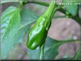 small green chili pepper