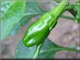 small green chili pepper