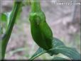 small green chili pepper