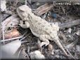 young horned lizard