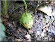 very small strawberry