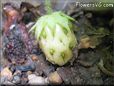 very small green strawberry